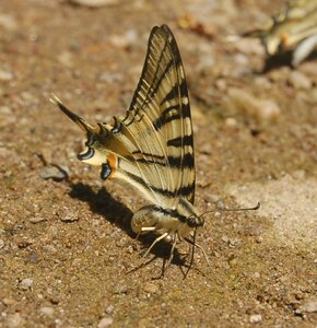 Papilionidae-Papilioniinae-Iphiclides podalirius-Gagnières, DSC_0392A