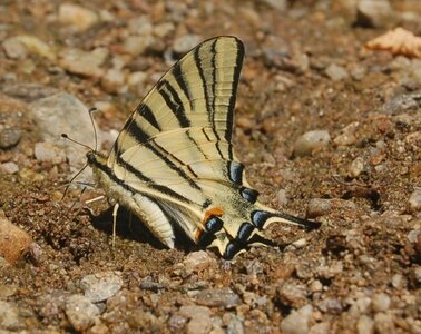 Papilionidae-Papilioniinae-Iphiclides podalirius-Gagnières, DSC_0388A