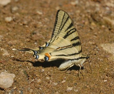 Papilionidae-Papilioniinae-Iphiclides podalirius-Gagnières, DSC_0378A