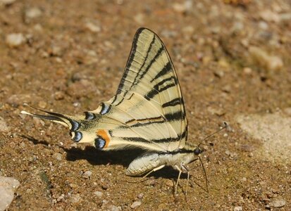 Papilionidae-Papilioniinae-Iphiclides podalirius-Gagnières, DSC_0372A