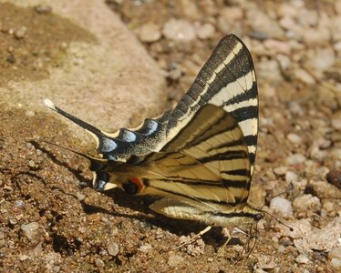 Papilionidae-Papilioniinae-Iphiclides podalirius-Gagnières, DSC_0368A