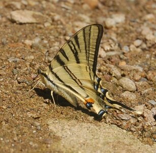 Papilionidae-Papilioniinae-Iphiclides podalirius-Gagnières, DSC_0341A