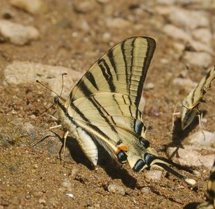 Papilionidae-Papilioniinae-Iphiclides podalirius-Gagnières, DSC_0315A