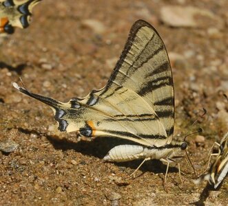 Papilionidae-Papilioniinae-Iphiclides podalirius-Gagnières, DSC_0306A