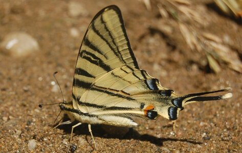 Papilionidae-Papilioniinae-Iphiclides podalirius-Gagnières, DSC_0302A