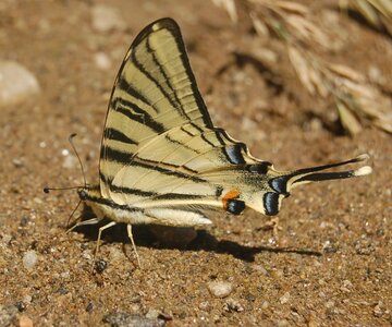 Papilionidae-Papilioniinae-Iphiclides podalirius-Gagnières, DSC_0300A