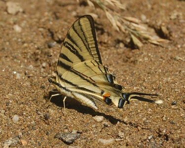 Papilionidae-Papilioniinae-Iphiclides podalirius-Gagnières, DSC_0296A