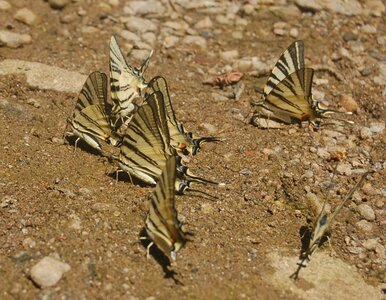 Papilionidae-Papilioniinae-Iphiclides podalirius-Gagnières, DSC_0290A