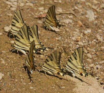 Papilionidae-Papilioniinae-Iphiclides podalirius-Gagnières, DSC_0284A