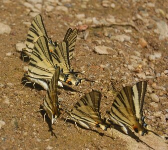 Papilionidae-Papilioniinae-Iphiclides podalirius-Gagnières, DSC_0282A