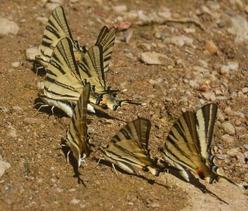 Papilionidae-Papilioniinae-Iphiclides podalirius-Gagnières, DSC_0291