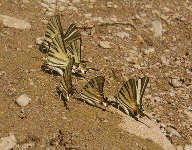 Papilionidae-Papilioniinae-Iphiclides podalirius-Gagnières, DSC_0281