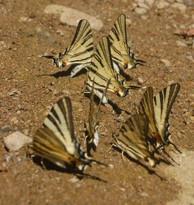 Papilionidae-Papilioniinae-Iphiclides podalirius-Gagnières, DSC_0280A