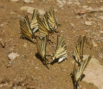 Papilionidae-Papilioniinae-Iphiclides podalirius-Gagnières, DSC_0278A