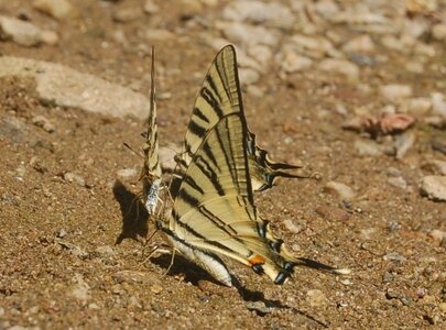 Papilionidae-Papilioniinae-Iphiclides podalirius-Gagnières, DSC_0272A