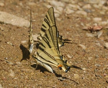 Papilionidae-Papilioniinae-Iphiclides podalirius-Gagnières, DSC_0271A