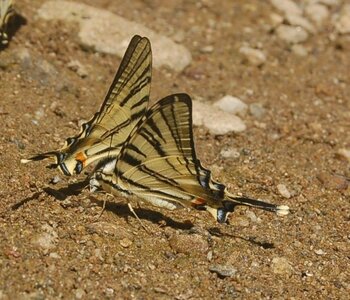Papilionidae-Papilioniinae-Iphiclides podalirius-Gagnières, DSC_0266A
