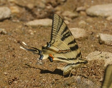 Papilionidae-Papilioniinae-Iphiclides podalirius-Gagnières, DSC_0264A