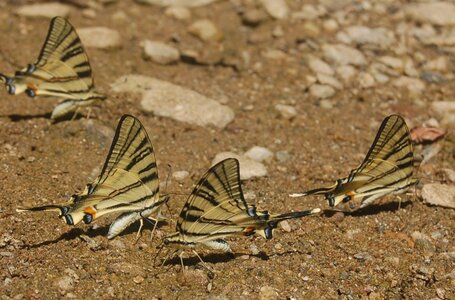 Papilionidae-Papilioniinae-Iphiclides podalirius-Gagnières, DSC_0262A