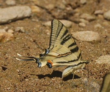 Papilionidae-Papilioniinae-Iphiclides podalirius-Gagnières, DSC_0261A