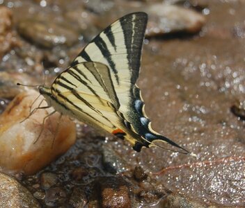 Papilionidae-Papilioniinae-Iphiclides podalirius-Gagnières, DSC_0673A