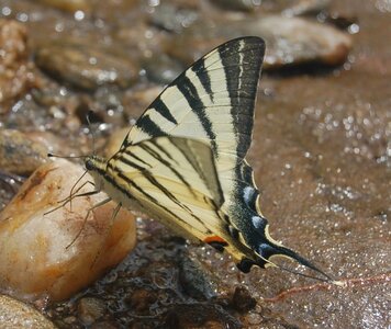 Papilionidae-Papilioniinae-Iphiclides podalirius-Gagnières, DSC_0672A