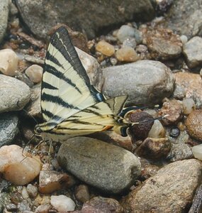 Papilionidae-Papilioniinae-Iphiclides podalirius-Gagnières, DSC_0653A