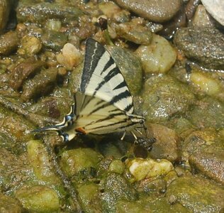 Papilionidae-Papilioniinae-Iphiclides podalirius-Gagnières, DSC_0647A