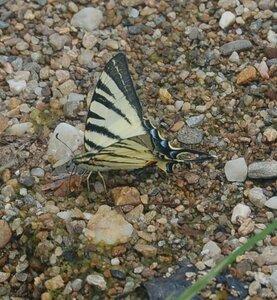 Papilionidae-Papilioniinae-Iphiclides podalirius-Gagnières, DSC_0642A