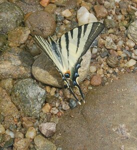 Papilionidae-Papilioniinae-Iphiclides podalirius-Gagnières, DSC_0640A