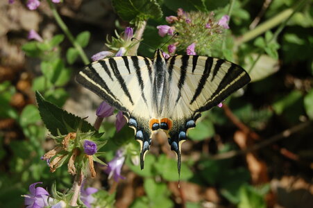 Papilionidae-Papilioniinae-Iphiclides podalirius-Gagnières, DSC_0855
