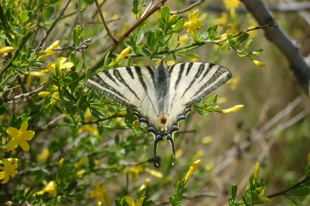 Papilionidae-Papilioniinae-Iphiclides podalirius-Gagnières, DSC_0063-2