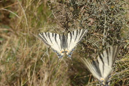 Papilionidae-Papilioniinae-Iphiclides podalirius-Gagnières, DSC_0062-2