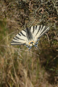 Papilionidae-Papilioniinae-Iphiclides podalirius-Gagnières, DSC_0054-2
