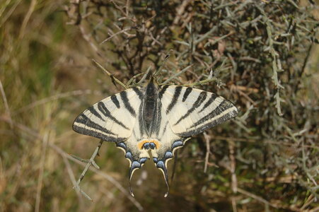 Papilionidae-Papilioniinae-Iphiclides podalirius-Gagnières, DSC_0046-2