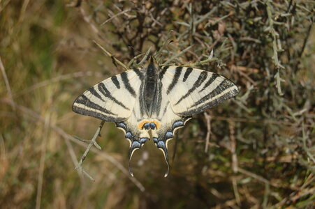 Papilionidae-Papilioniinae-Iphiclides podalirius-Gagnières, DSC_0043-2