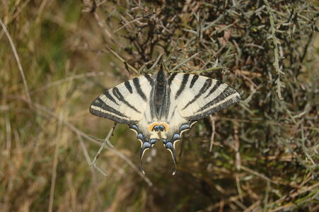 Papilionidae-Papilioniinae-Iphiclides podalirius-Gagnières, DSC_0039-2