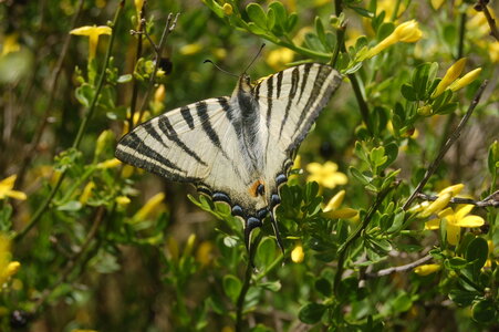 Papilionidae-Papilioniinae-Iphiclides podalirius-Gagnières, DSC_0029-2