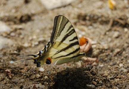 Papilionidae-Papilioniinae-Iphiclides podalirius-Gagnières, A000774