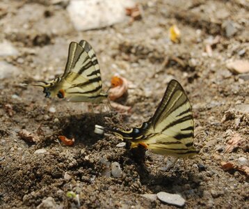 Papilionidae-Papilioniinae-Iphiclides podalirius-Gagnières, A000769