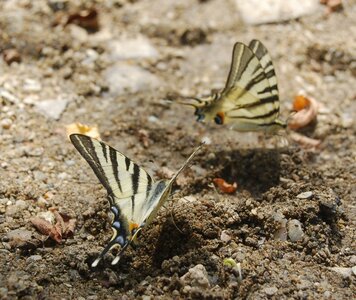 Papilionidae-Papilioniinae-Iphiclides podalirius-Gagnières, A000768