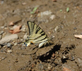 Papilionidae-Papilioniinae-Iphiclides podalirius-Gagnières, A000762