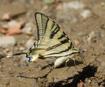 Papilionidae-Papilioniinae-Iphiclides podalirius-Gagnières, A000761