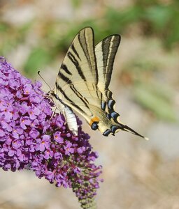 Papilionidae-Papilioniinae-Iphiclides podalirius-Gagnières, A000743