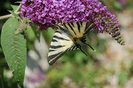 Papilionidae-Papilioniinae-Iphiclides podalirius-Gagnières, A000742