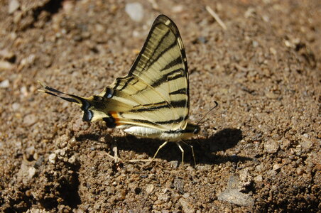 Papilionidae-Papilioniinae-Iphiclides podalirius-Gagnières, A000130