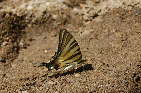 Papilionidae-Papilioniinae-Iphiclides podalirius-Gagnières, A000127