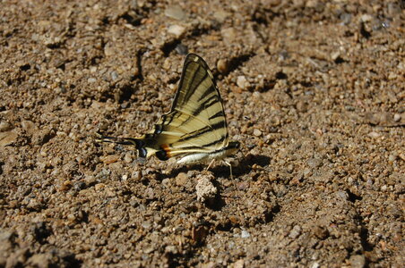 Papilionidae-Papilioniinae-Iphiclides podalirius-Gagnières, A000121