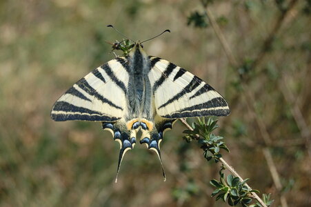 Papilionidae-Papilioniinae-Iphiclides podalirius-Gagnières, DSC_0588