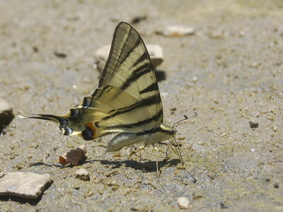 Papilionidae-Papilioniinae-Iphiclides podalirius-Gagnières, 000006